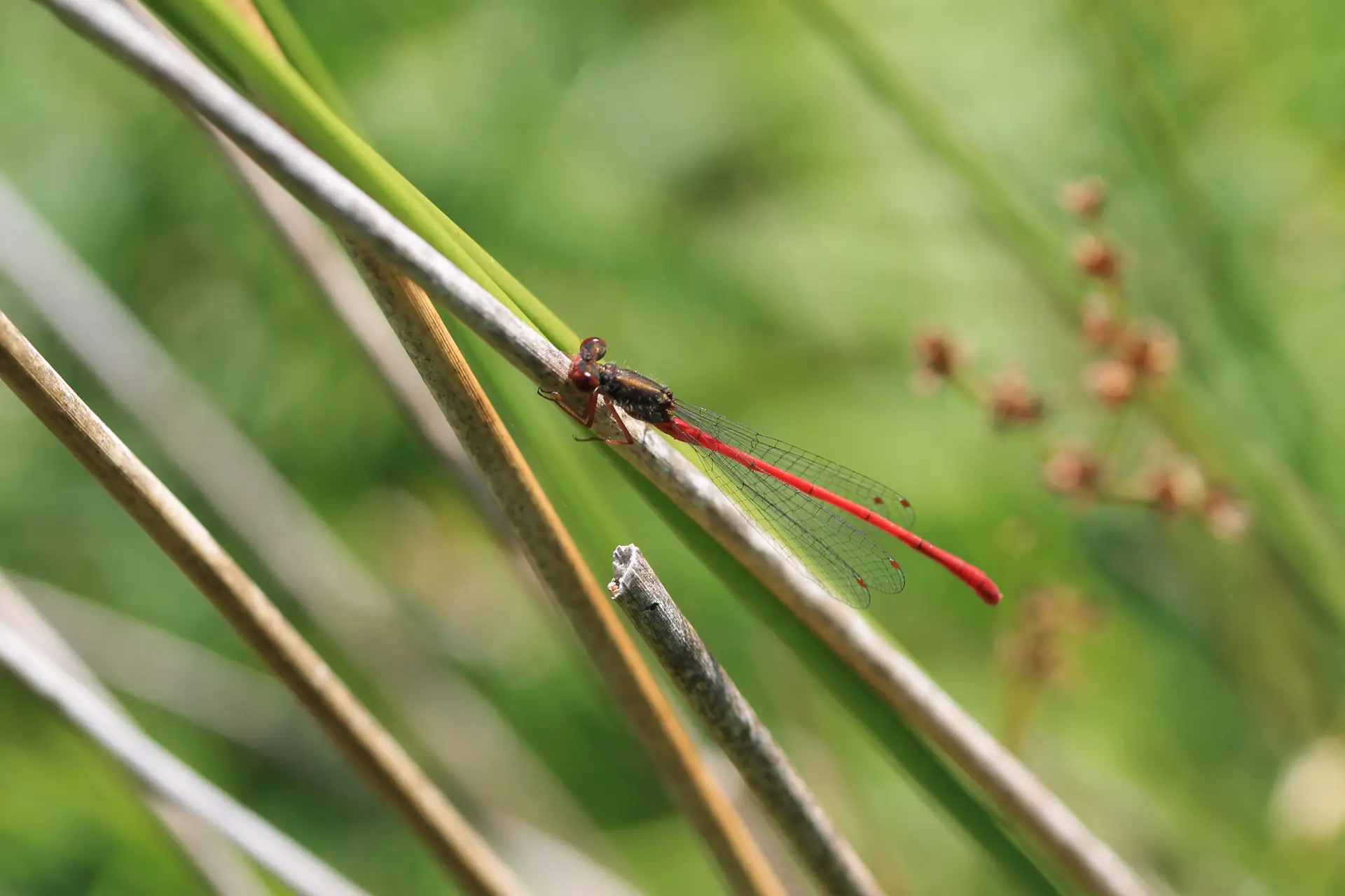 Adult male © R. Wilkinson